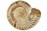 5.8" Jurassic Ammonite (Perisphinctes) - Madagascar - #199237-1